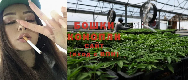 Бошки марихуана OG Kush  Бокситогорск 